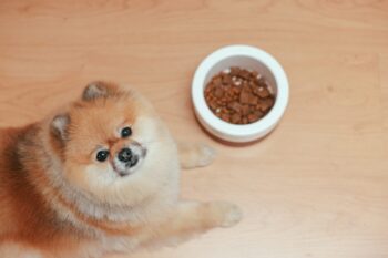 9 Best Smart Dog Feeders for Pomeranians in 2025