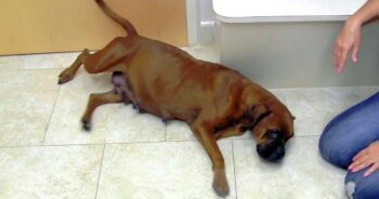 Pregnant Dog Was Locked In Backyard And Left Behind When Family Moved Away