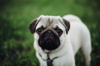 9 Best Smart Dog Feeders for Pugs in 2025