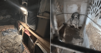 49 Animals Rescued In Puppy Mill Case, Woman Arrested For Neglect