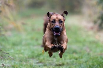The Best 7 Rhodesian Ridgeback Activity Trackers For 2025