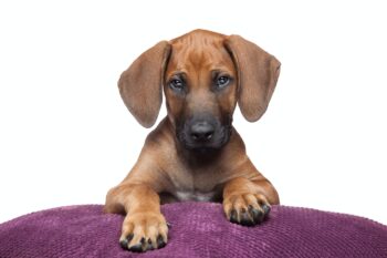 8 Best Eye Supplements for Rhodesian Ridgebacks