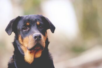 7 Best Dog Weight Loss Supplements for Rottweilers