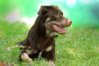 8 Sure-Fire Ways to Calm Your Rottweiler’s Anxiety