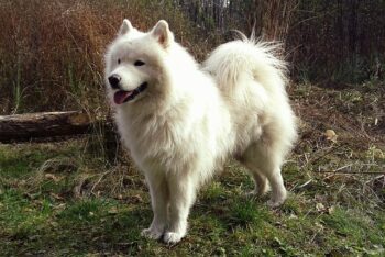 The Best 7 Samoyed Activity Trackers For 2025