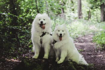 8 Best Eye Supplements for Samoyeds