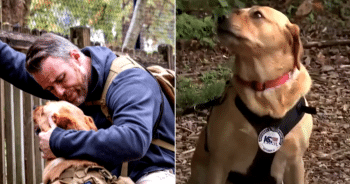 Veteran Describes His Service Dog As The Wingman Who Saved Him