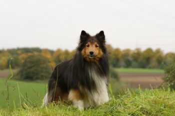 7 Best Dog Weight Loss Supplements for Shelties