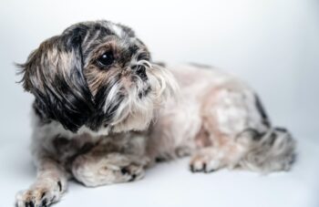 7 Best Dog Weight Loss Supplements for Shih Tzus