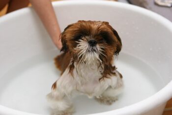 11 Stubborn Dog Breeds That Make Bath Time A Total Disaster