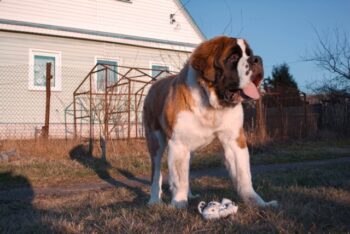 The Best 7 St. Bernard Activity Trackers For 2025