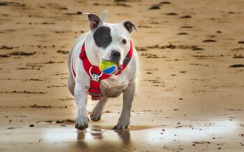 7 Best Dog Weight Loss Supplements for Staffordshire Bull Terriers