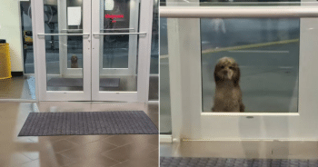 Stray Dog Waiting Outside Gym Has “No Idea” His Life is About to Change