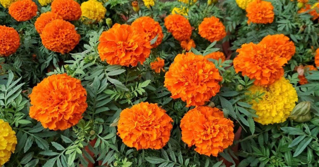 Why Your Grandmother Always Planted Marigolds in October