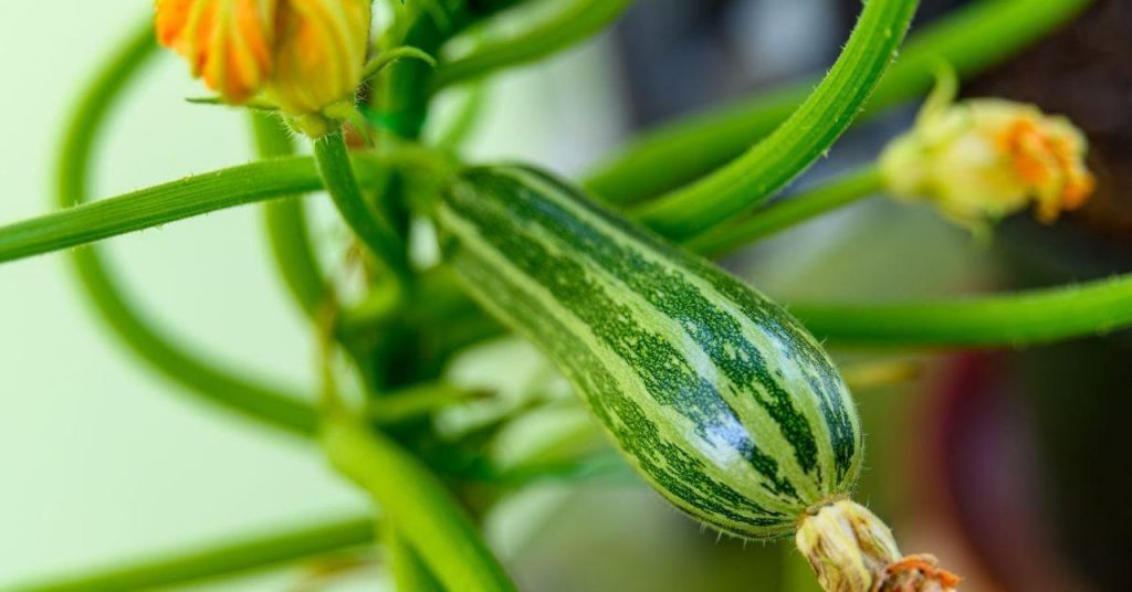 How to Grow Fresh Zucchini on Your Balcony in 10 Easy Steps