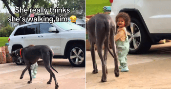 Tiny Toddler Steals Hearts Walking Her Giant Great Dane with Pride