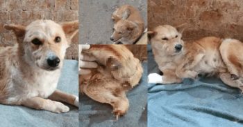 They Cut Off Her Paws — But Not Her Spirit. See The Amazing Way She’s Getting New Legs!