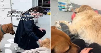 Vet’s Dog Comforts Pets in Final Moments When Owners Cannot Be There