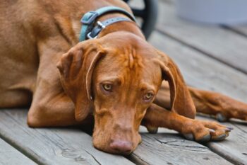 7 Best Dog Weight Loss Supplements for Vizslas
