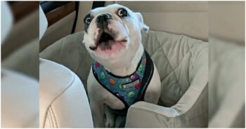 Mom Tells Her Dog Park Is Closed, Pup Throws Hilarious Tantrum To Protest