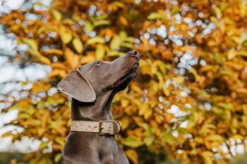 9 Best Smart Dog Feeders for Weimaraners in 2025