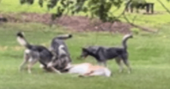 Wolf-Dog Hybrid Owners in Shock as Roanoke Passes Sweeping Ban