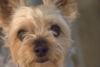 8 Best Eye Supplements for Yorkies