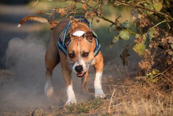 The Best 7 American Staffordshire Terrier Activity Trackers For 2025