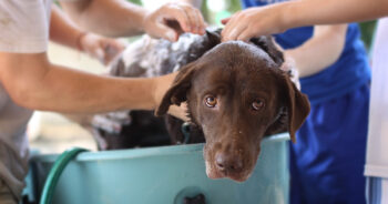The 9 Best Dog Bathtubs For Squeaky Clean Ease