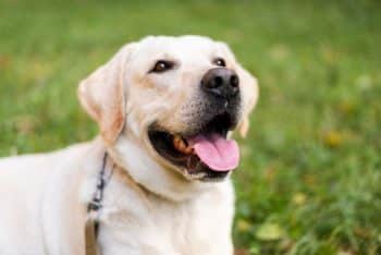 8 Best Eye Supplements for Labs