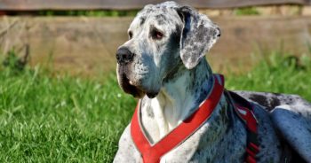 Thinking About a Great Dane? 7 Things to Know Before You Commit