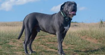 If Cane Corsos Could Text: 7 Messages Your Cane Corso Would Send You Today