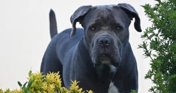 Thinking About a Cane Corso? 7 Things to Know Before You Commit