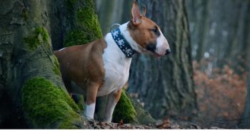 7 Things Every Bull Terrier Owner Should Know Before Bringing One Home