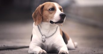 7 Things Every Beagle Owner Should Know Before Bringing One Home