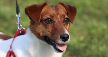 7 Things Every Jack Russell Owner Should Know Before Bringing One Home