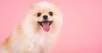 7 Things Every Pomeranian Owner Should Know Before Bringing One Home