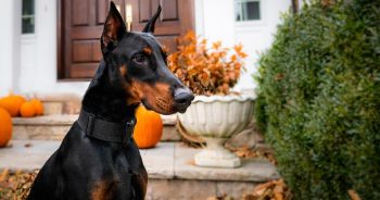 7 Things Every Doberman Owner Should Know Before Bringing One Home