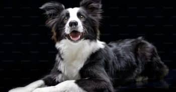7 Things Every Border Collie Owner Should Know Before Bringing One Home