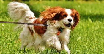 7 Things Every Cavalier Owner Should Know Before Bringing One Home