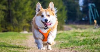 7 Things Every Corgi Owner Should Know Before Bringing One Home