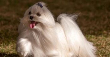 7 Things Every Maltese Owner Should Know Before Bringing One Home
