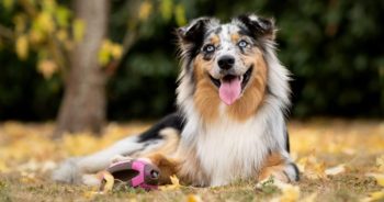7 Things Every Australian Shepherd Owner Should Know Before Bringing One Home