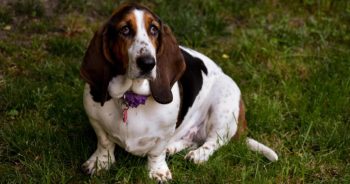 7 Things Every Basset Hound Owner Should Know Before Bringing One Home