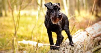 7 Things Every Schnauzer Owner Should Know Before Bringing One Home