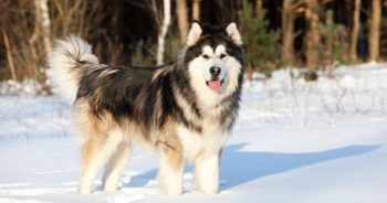 7 Things Every Alaskan Malamute Owner Should Know Before Bringing One Home