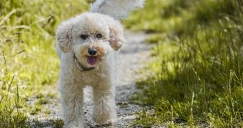 7 Things Every Poodle Owner Should Know Before Bringing One Home