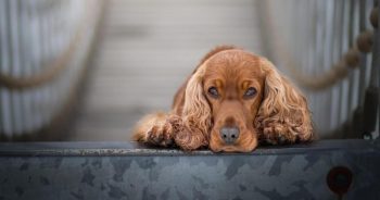 7 Things Every Cocker Spaniel Owner Should Know Before Bringing One Home