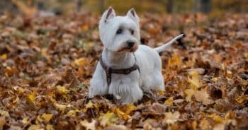 7 Things Every Westie Owner Should Know Before Bringing One Home