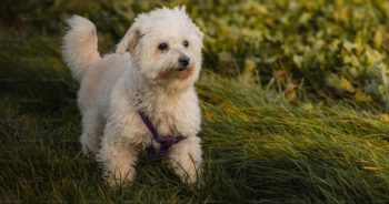 7 Things Every Bichon Frise Owner Should Know Before Bringing One Home